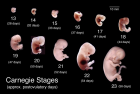 The stages of life development in the womb of a human mother:<br />Abortion then is:<br />the deliberate termination of a human pregnancy, most often performed during the first 28 weeks of pregnancy: