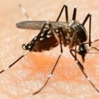 The tropical mosquito partly responsible to transfer the Zika virus: