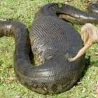 Of course pythons have also been known to kill and swallow humans as they work outdoors.